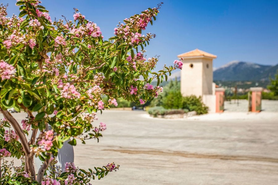 branches with rose flowers in the buckround of church's tower at spreading grapes on the ground in the buckround of church's tower at Orealios Gaea area area